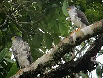 Ястреб-крошка (Microspizias superciliosus)