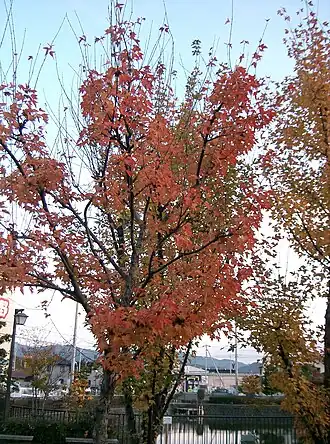 Общий вид растения в ноябре на улице в Осака, Япония.