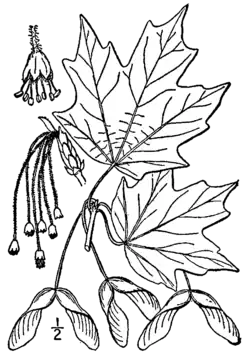 Ботаническая иллюстрация из книги «Illustrated flora of the northern states and Canada»