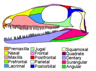 Диаграмма черепа