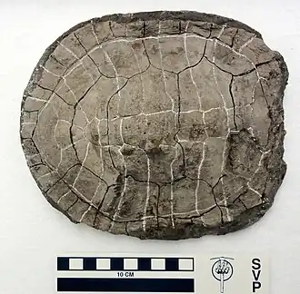 Ископаемый панцирь Acherontemys heckmani, голотип