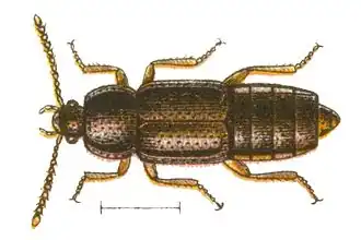 Acidota crenata