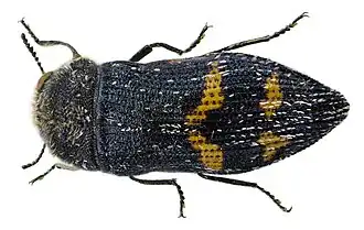 Acmaeoderella mimonti
