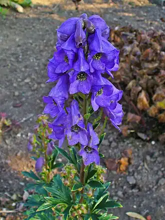 Aconitum carmichaelii var. wilsonii
