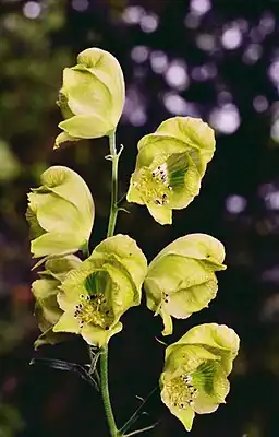 Нет доступного изображения