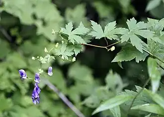 Борец (Аконит) Щукина