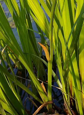 Аир обыкновенный