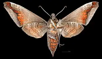 Самец Acosmeryx naga hissarica ♀△