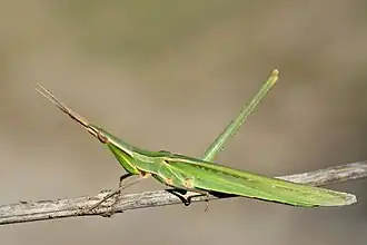 Особь неопределенного пола