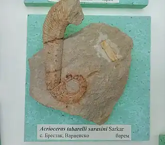 Acrioceras tabarelli sarasini (Sarkar). Барремский ярус, Брестак (найден Стойчо Василевом Бресковски), софийский Музей палеонтологии и исторической геологии