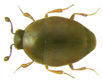 Acritus nigricornis