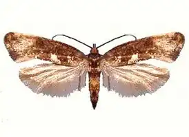 Серпокрылые моли