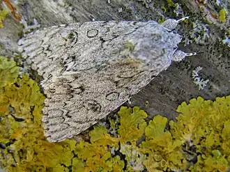 Acronicta aceris