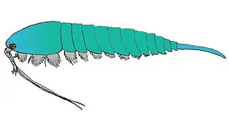 Реконструкция Actaeus