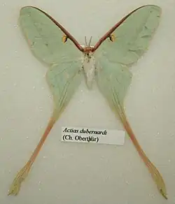 Actias dubernardi самка