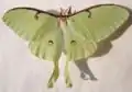 Actias luna самка