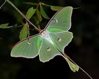 Сатурния луна (Actias luna)