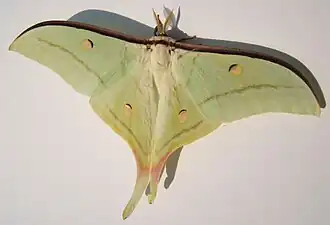 Actias selene самец