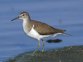 Перевозчик