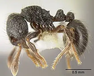 Adelomyrmex tristani