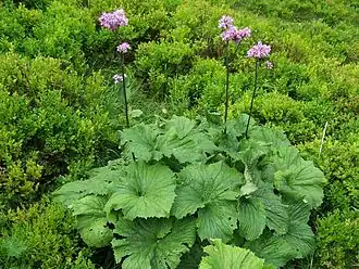 Аденостилес чесночный