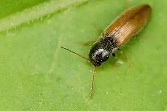 Щелкун желтоусый