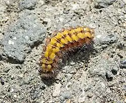 Гусеница Adscita statices