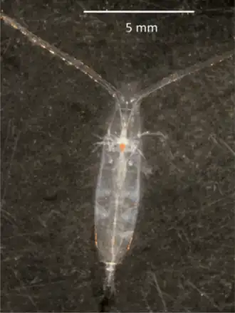 Взрослая самка Rhincalanus gigas