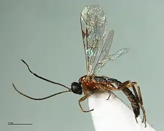 Наездник Zatypota discolor