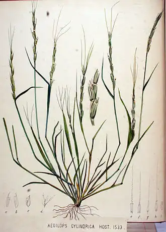 Ботаническая иллюстрация из книги Яна Копса Flora Batava, 1800—1934