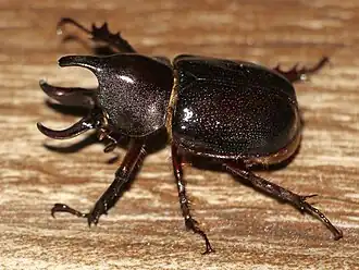 Aegopsis curvicornis (самец)