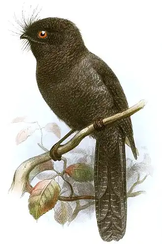 Иллюстрация 1881 года