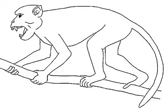 Реконструкция внешнего вида египтопитека