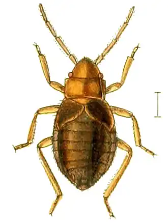 Aepophilus bonnairei (шкала&nbsp;— 0,5 мм)