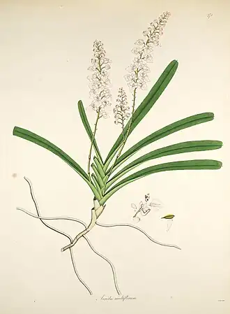 Ботаническая иллюстрация