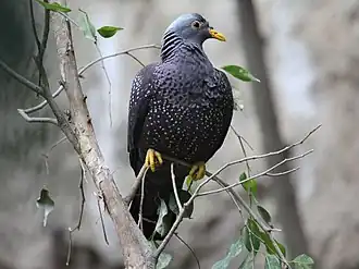 В зоопарке Сан-Диего