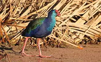 P. madagascariensis в Marievale Bird Sanctuary, Gauteng, ЮАР