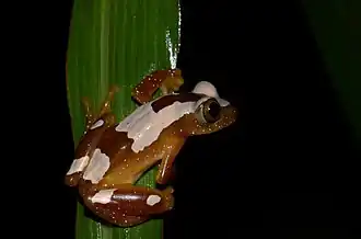 Придорожная бананница (Afrixalus paradorsalis)