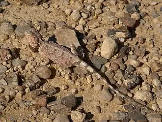 Шиповатая агама (Agama aculeata)