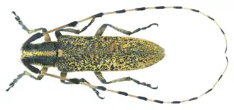 Agapanthia persica
