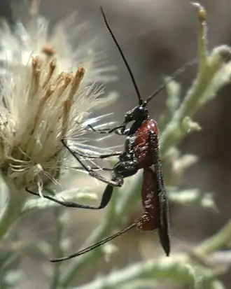 Представитель Agathidinae