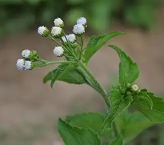 Ageratum conyzoides. Общий вид растения