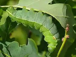 Гусеница последнего возраста