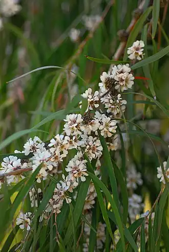 Agonis flexuosa, ветвь цветущего растения