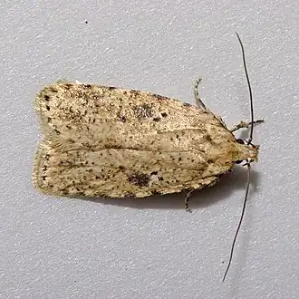 Agonopterix arenella