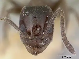 Муравей Agraulomyrmex meridionalis