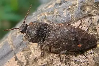 Бугорчатый щелкун