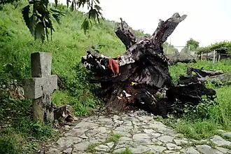 Дуб и хачкар Вардана Мамиконяна в селе