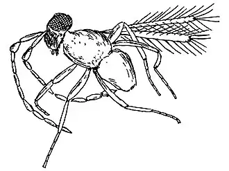 Alaptus fructuosus