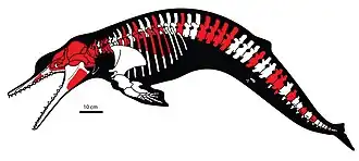 Реконструкция скелета Albertocetus. Известные кости окрашены в красный цвет